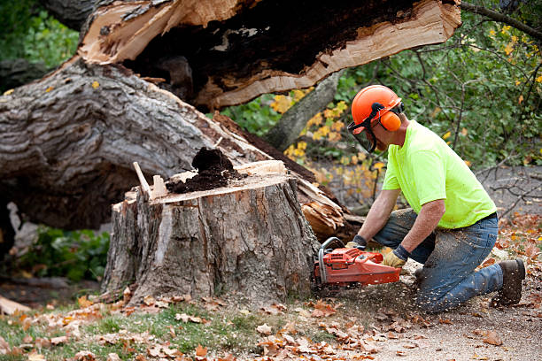 Why Choose Our Tree Removal Services in San Benito, TX?